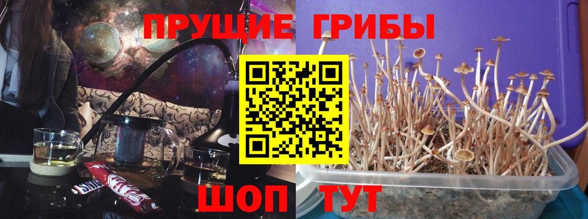 Псилоцибиновые грибы Воронеж